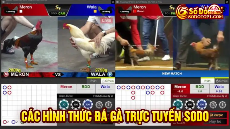 Các hình thức đá gà trực tuyến SODO