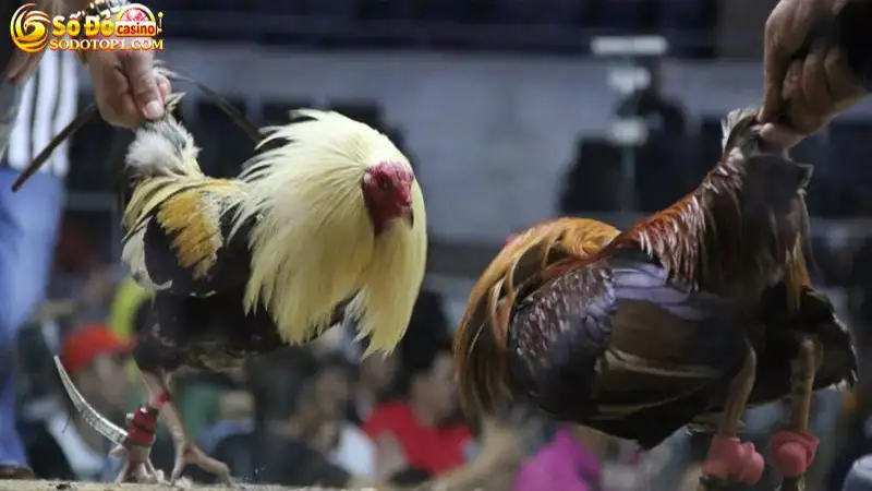 Kinh nghiệm chọi gà cựa sắt