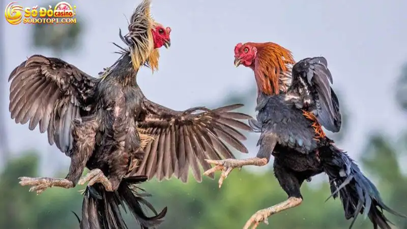 Bật mí lý do sư kê yêu thích môn đá gà cựa sắt