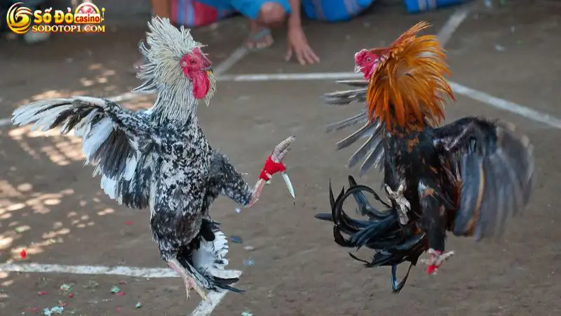 Đá gà cựa sắt là gì