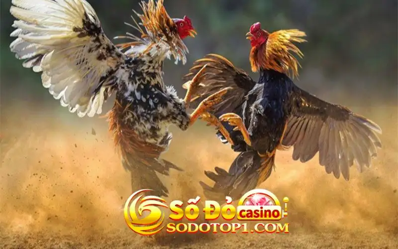 Luật chơi Đá gà SODO