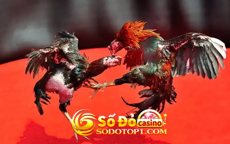 Chia sẻ kinh nghiệm cá cược đá gà tại SODO