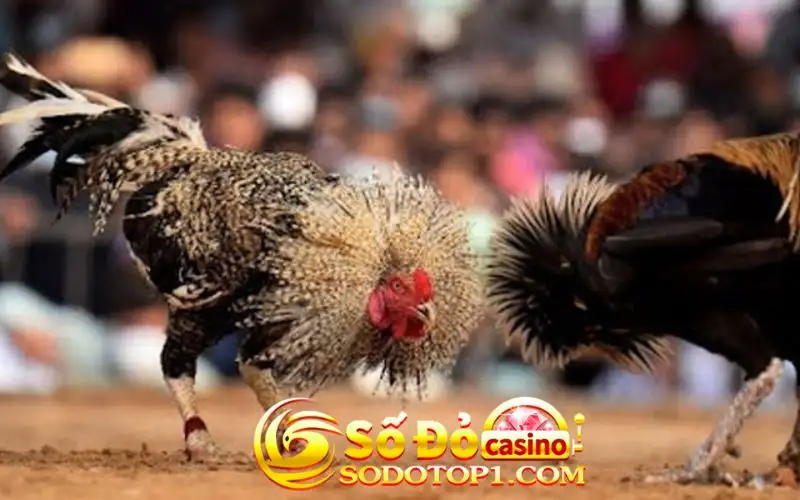 Thông tin về trường gà Thomo