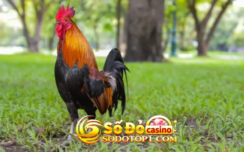 Kinh nghiệm soi kèo Đá gà Thomo Sodo