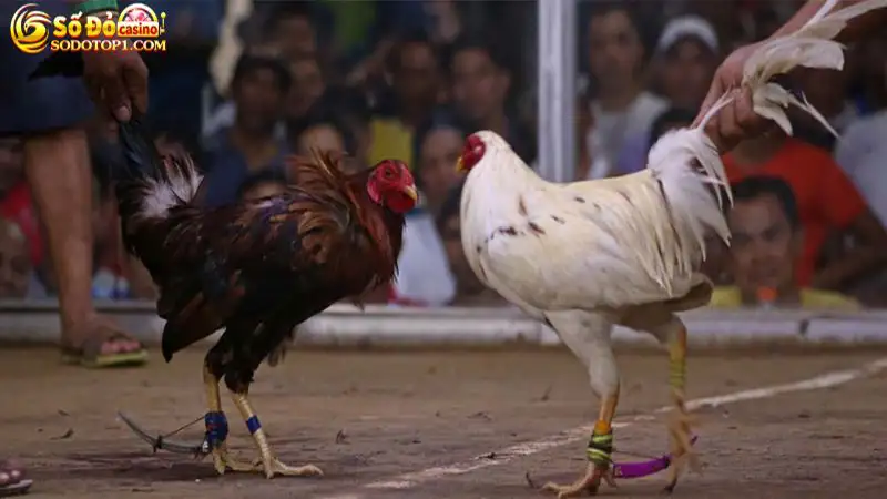 Kiếm tiền hiệu quả