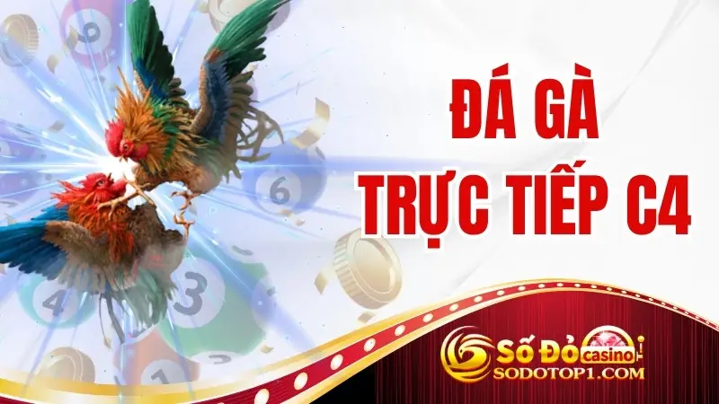 Đá gà trực tiếp C4 – Sự kiện đặc biệt hấp dẫn tại SODO CASINO
