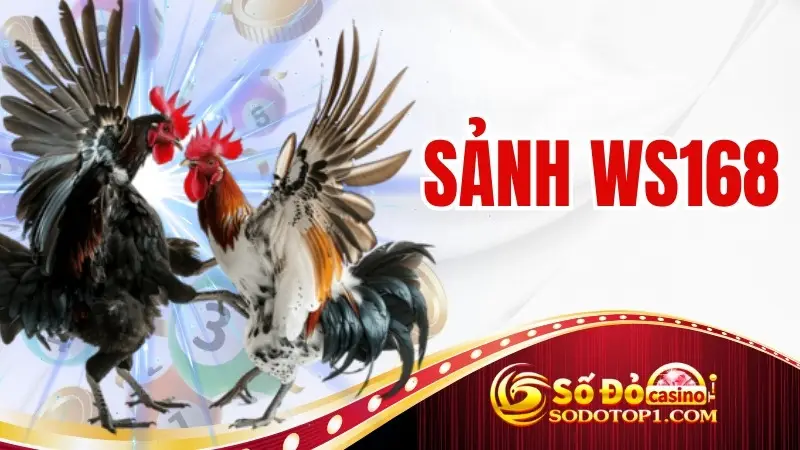 Sảnh WS168 – Trải nghiệm đá gà đẳng cấp tại SODO